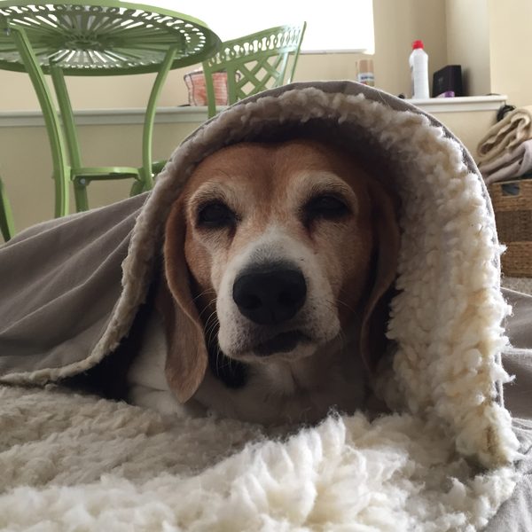 Keely the beagle, tucked under a sherpa blanket