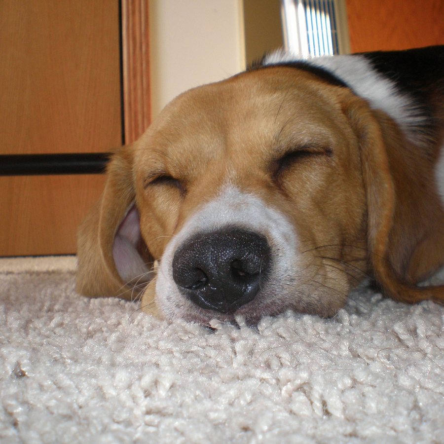 Keely the beagle, fast asleep with her chin on the carpet