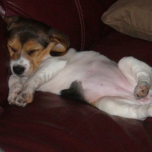 Keely as a puppy, asleep belly up on the couch