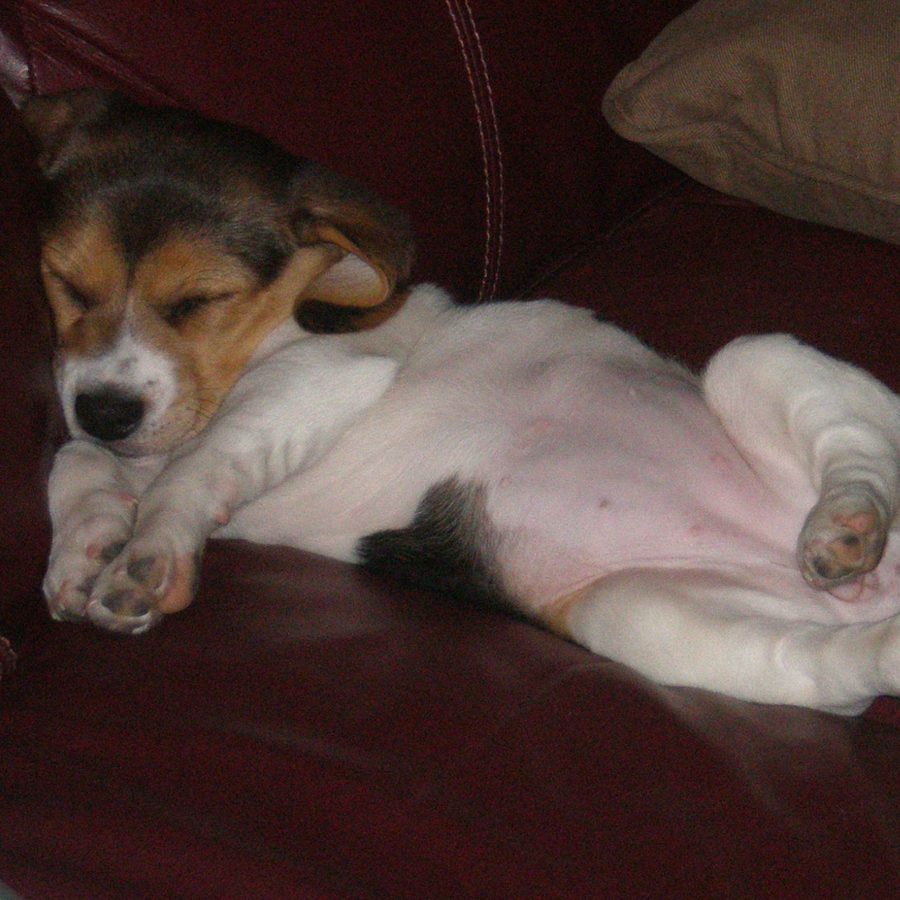 Keely as a puppy, asleep belly up on the couch
