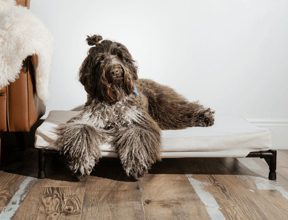 AirX Foam™ Outdoor Dog Bed