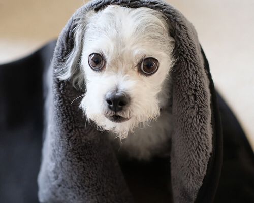 Barrier™ Blanket in Black and Gray, with a dog on it