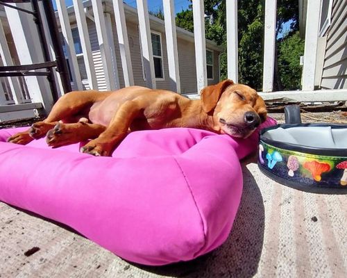 Barrier™ Layout Bed in Fuchsia, with a dog on it