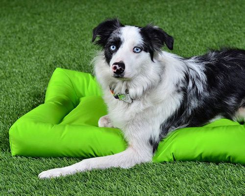 Barrier™ Layout Bed in Green, with a dog on it