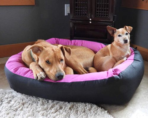 Barrier™ Nestle Bed in Fuchsia, with a dog on it