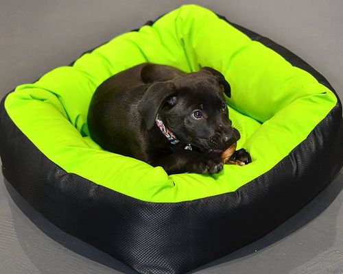 Barrier™ Nestle Bed in Green, with a dog on it