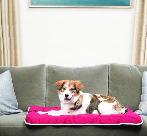 Cotton Canvas Sleeper Cushion, with a dog on it