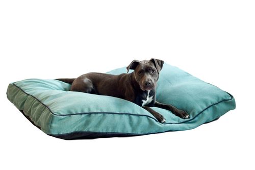 Chenille Rectangle Bed in Green with blue
