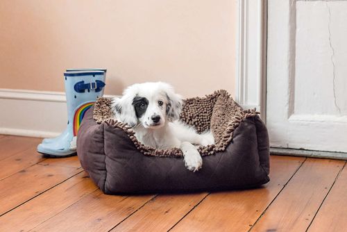 Dirty Dog Lounger Bed, with a dog on it