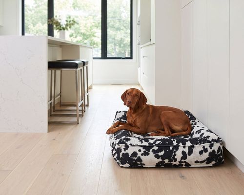 Divine Futon in Wrangler