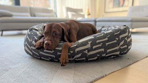 Donut Bed, Designer Prints in Dashing Dogs
