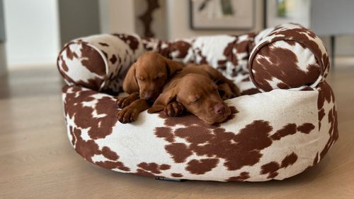 Double Donut Bed in Durango