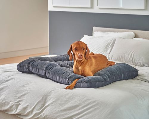 Dream Futon, with a dog on it