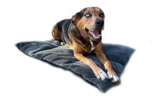 Duraplush® Barrier Mat in Gray, with a dog on it