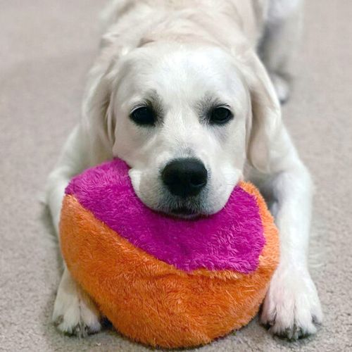 Duraplush® Fuzzball in Orange-Fuchsia, with a dog on it