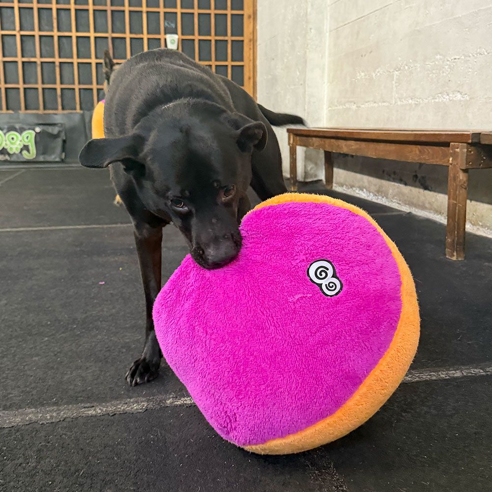 A black dog nosing a pink and orange Duraplush Fuzzball outdoors