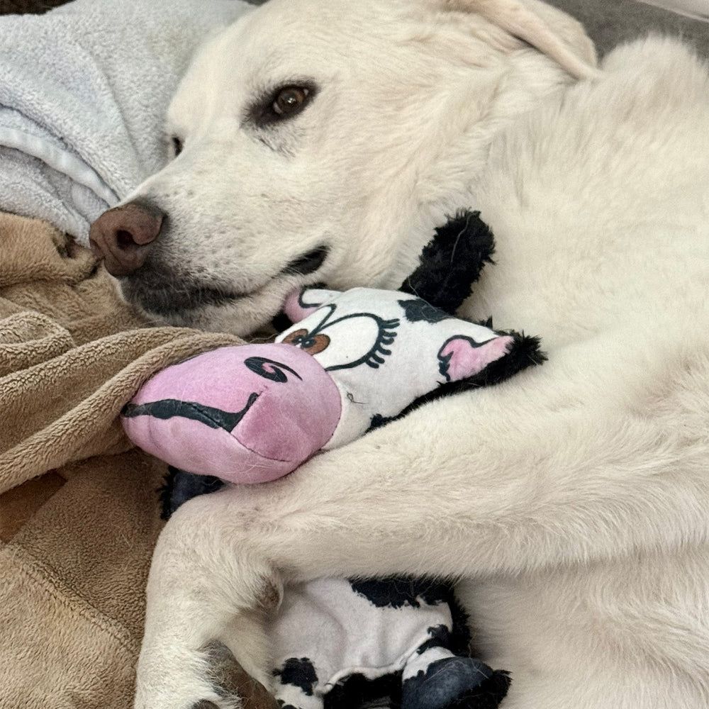 A white dog cuddling Moo-Ria the Cow, a plush toy, on a blanket