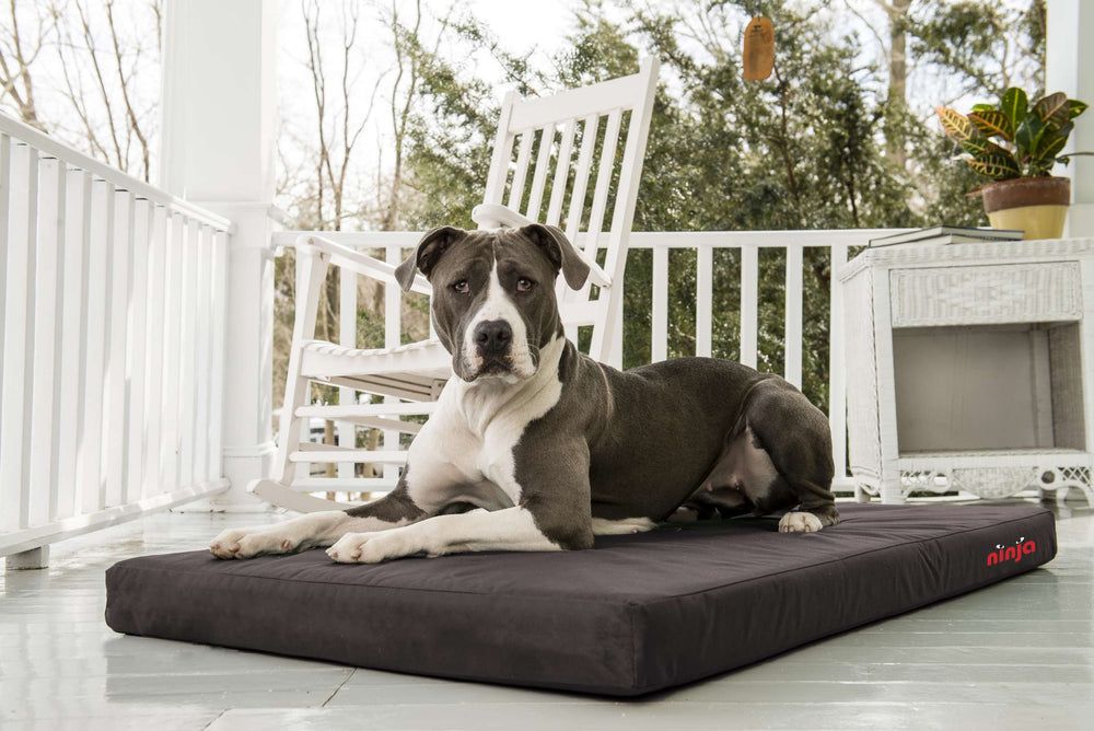 Ninja Chew-Resistant Bed