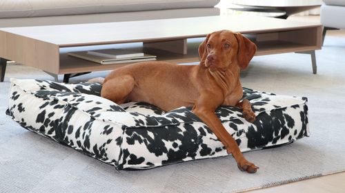 Piazza Bed, with a dog on it