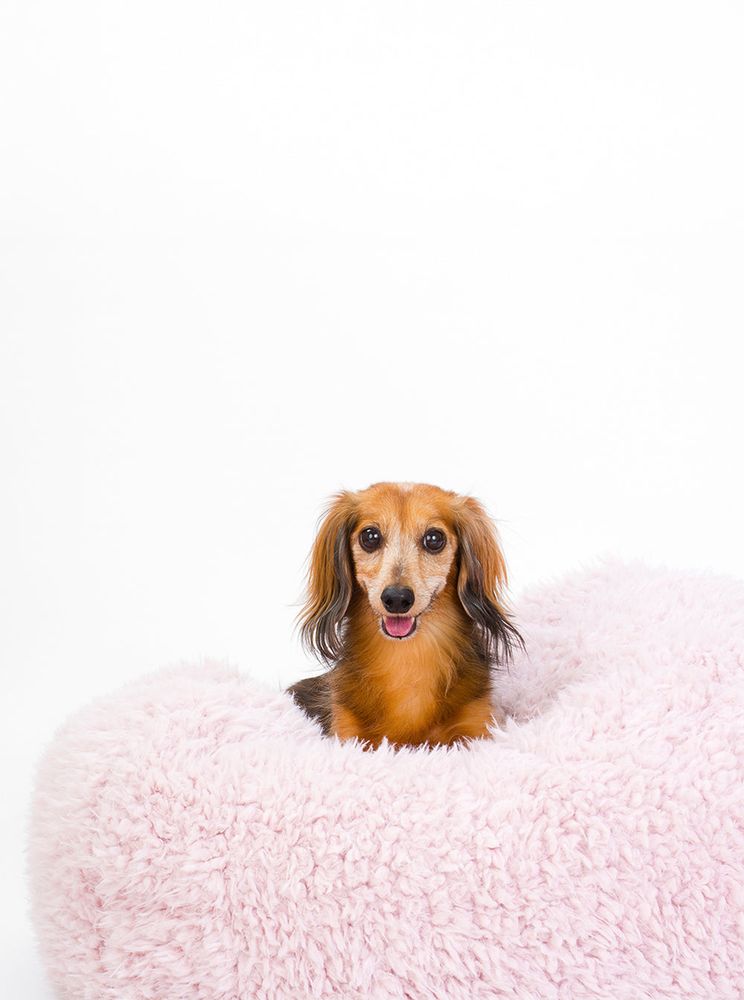 POD Bed in Blush