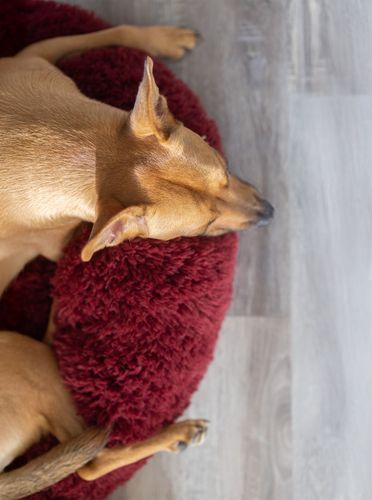 POD Bed in Merlot
