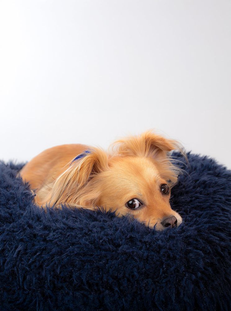 POD Bed in Navy