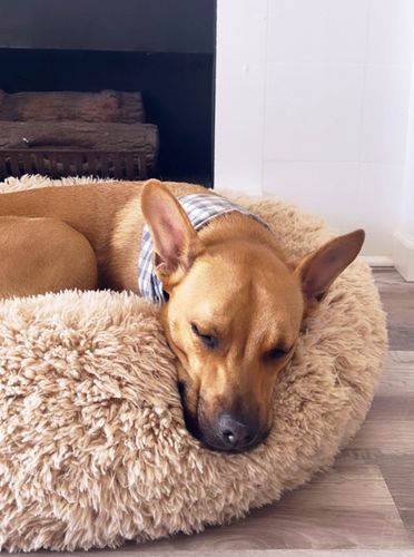 POD Bed in Toast