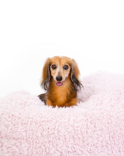 POD Cover in Blush