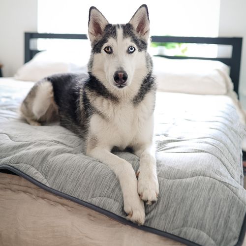 PupChill™ Cooling Waterproof Blanket in Arctic Grey