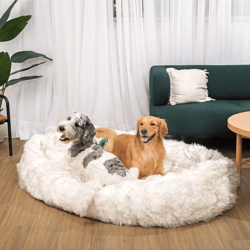 PupCloud™ Human-Size Memory Foam Bed in White with Brown Accents