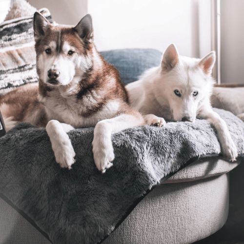 PupProtector™ Short Fur Waterproof Blanket in Charcoal Grey