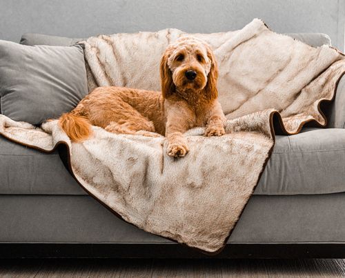 PupProtector™ Short Fur Waterproof Blanket in White with Brown Accents