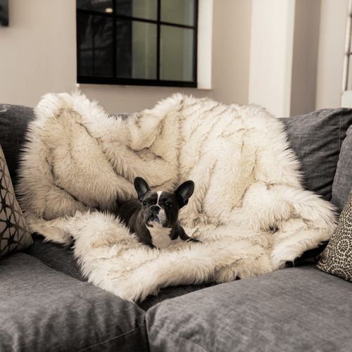PupProtector™ Waterproof Throw Blanket in White with Brown Accents