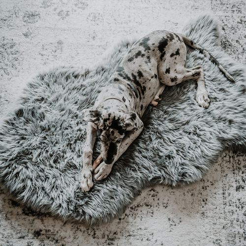PupRug® Faux Fur Orthopedic Bed in Charcoal Grey