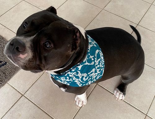 UnBugz-It Bandana in Teal abstract