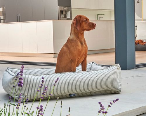 Urban Lounger, with a dog on it