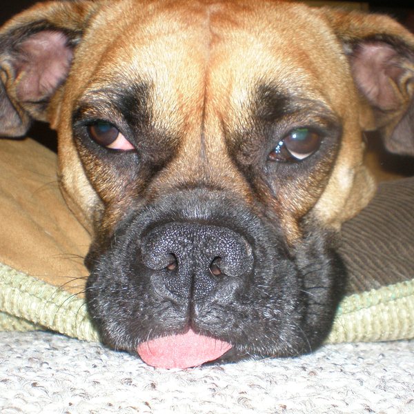 Bailey the boxer, chin on a cushion, the tip of the tongue out