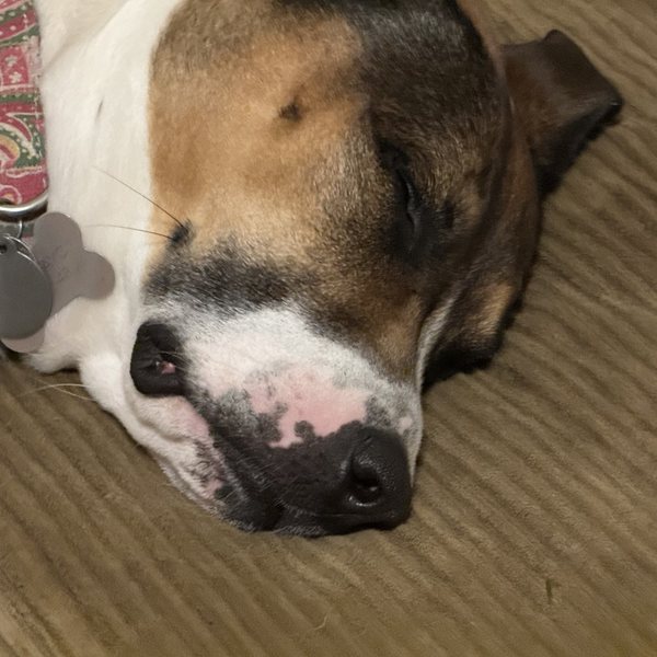 Gracie, a pibble mix, asleep on a corduroy cushion