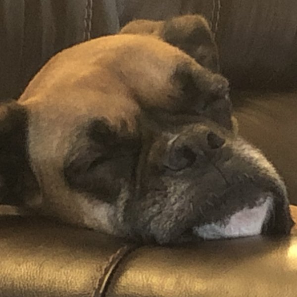 Sadie the boxer, asleep with her head on a leather couch