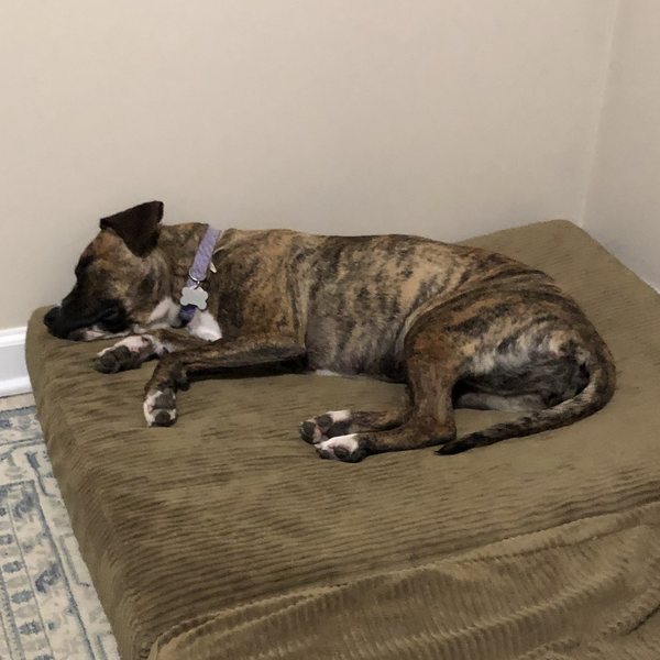 Sierra, a boxer mix, curled up asleep on a big corduroy bed in a corner
