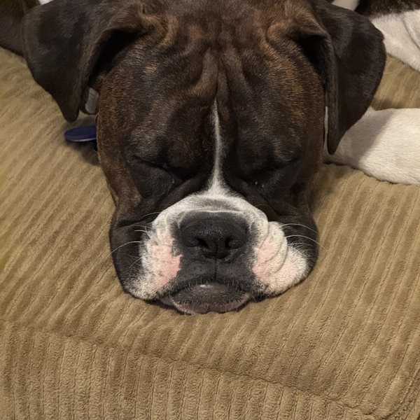 Sydney the boxer, asleep on a corduroy bed